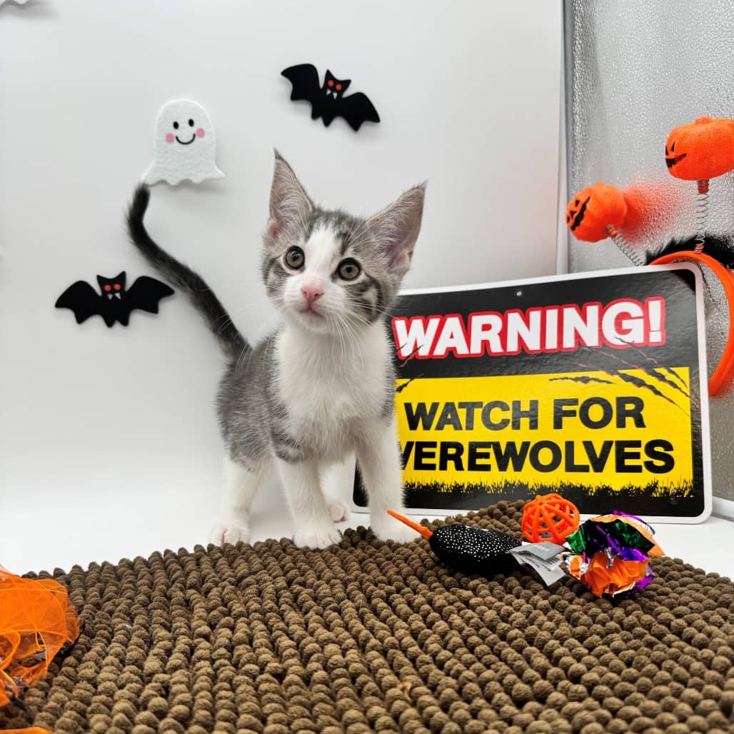 Ellsworth - Domestic Shorthair cat available for adoption at Moose Jaw Humane Society in Moose Jaw
