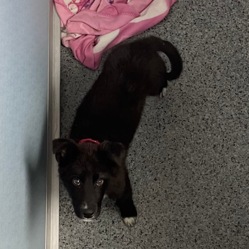 Memphis - Collie, Border available for adoption in Saskatchewan