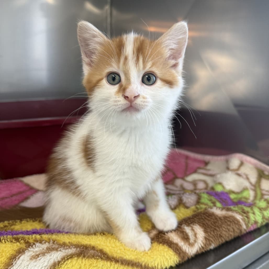 Grande - Domestic Medium Hair cat available for adoption at SPCA Swift Current in Swift Current