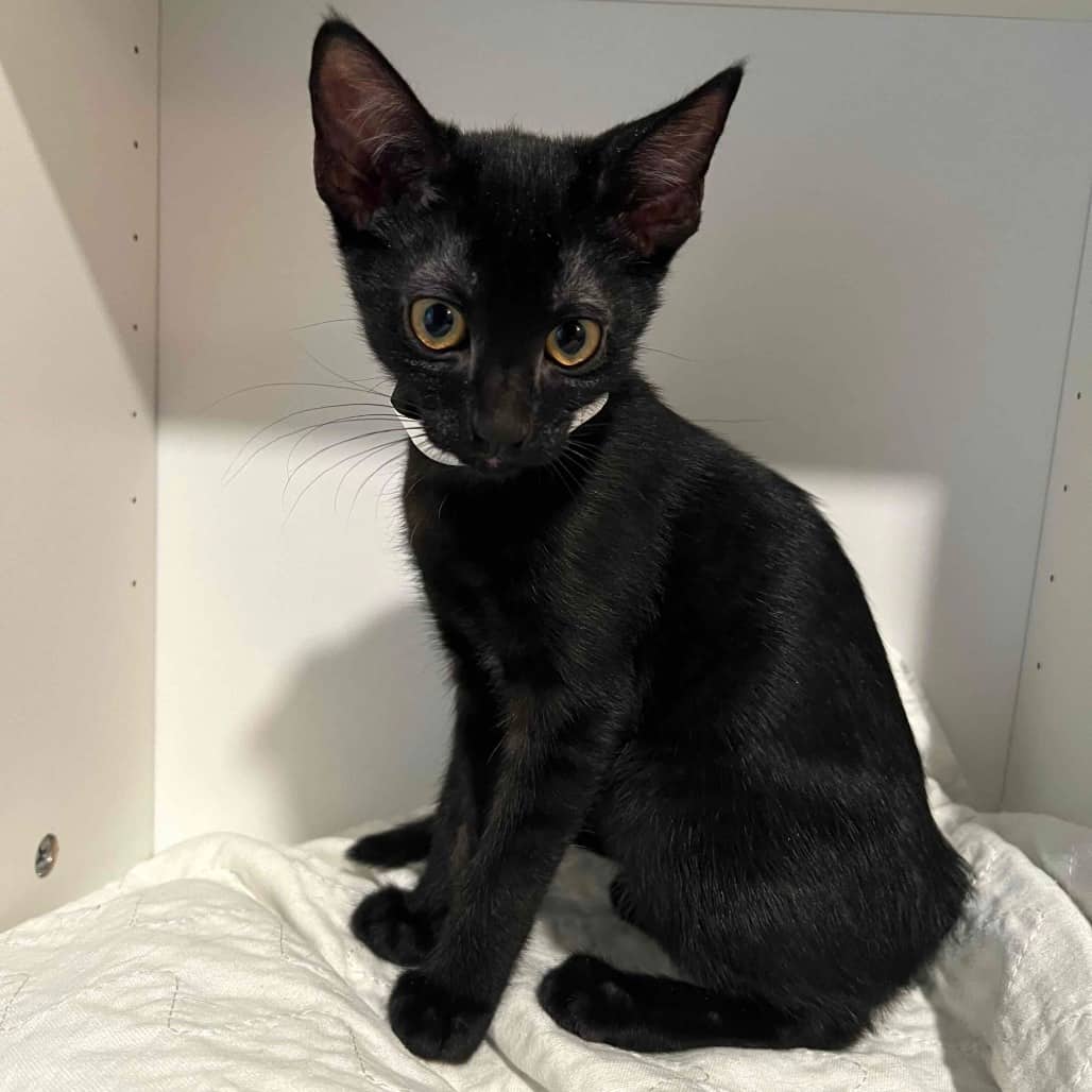 Pink Lady - Domestic Shorthair cat available for adoption at Vancouver Orphan Kitten Rescue Association in Vancouver