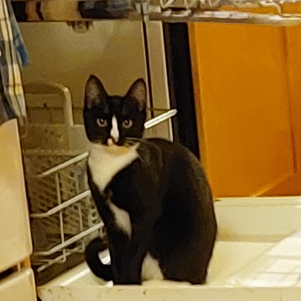 Blaize - Domestic Medium Hair cat available for adoption at Vancouver Orphan Kitten Rescue Association in British Columbia