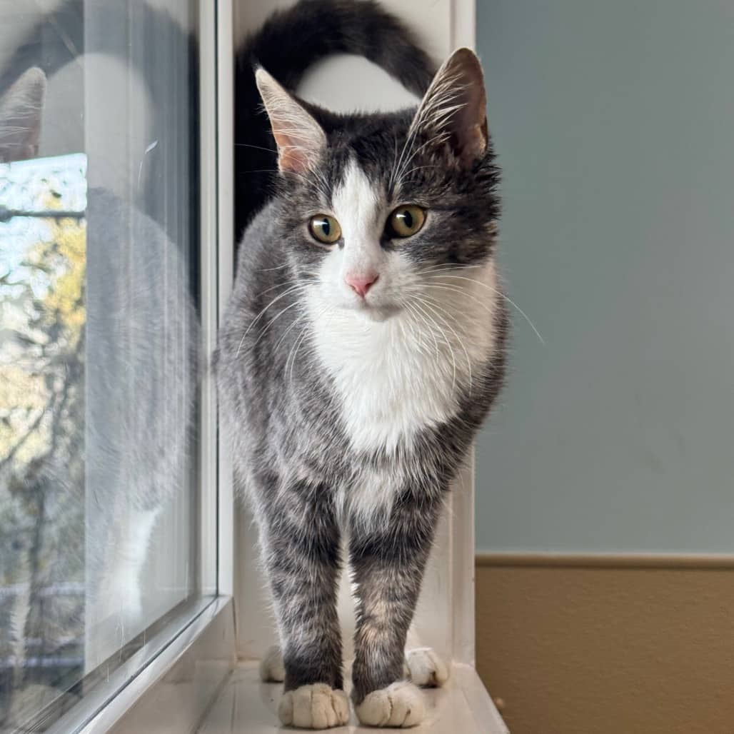 Stanella - Domestic Medium Hair cat available for adoption at Prince Albert SPCA in Prince Albert