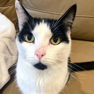 Jason - Domestic Shorthair cat available for adoption in British Columbia
