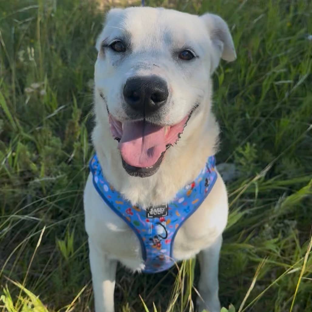 Ivan - Mixed Breed (Large) available for adoption in Saskatchewan