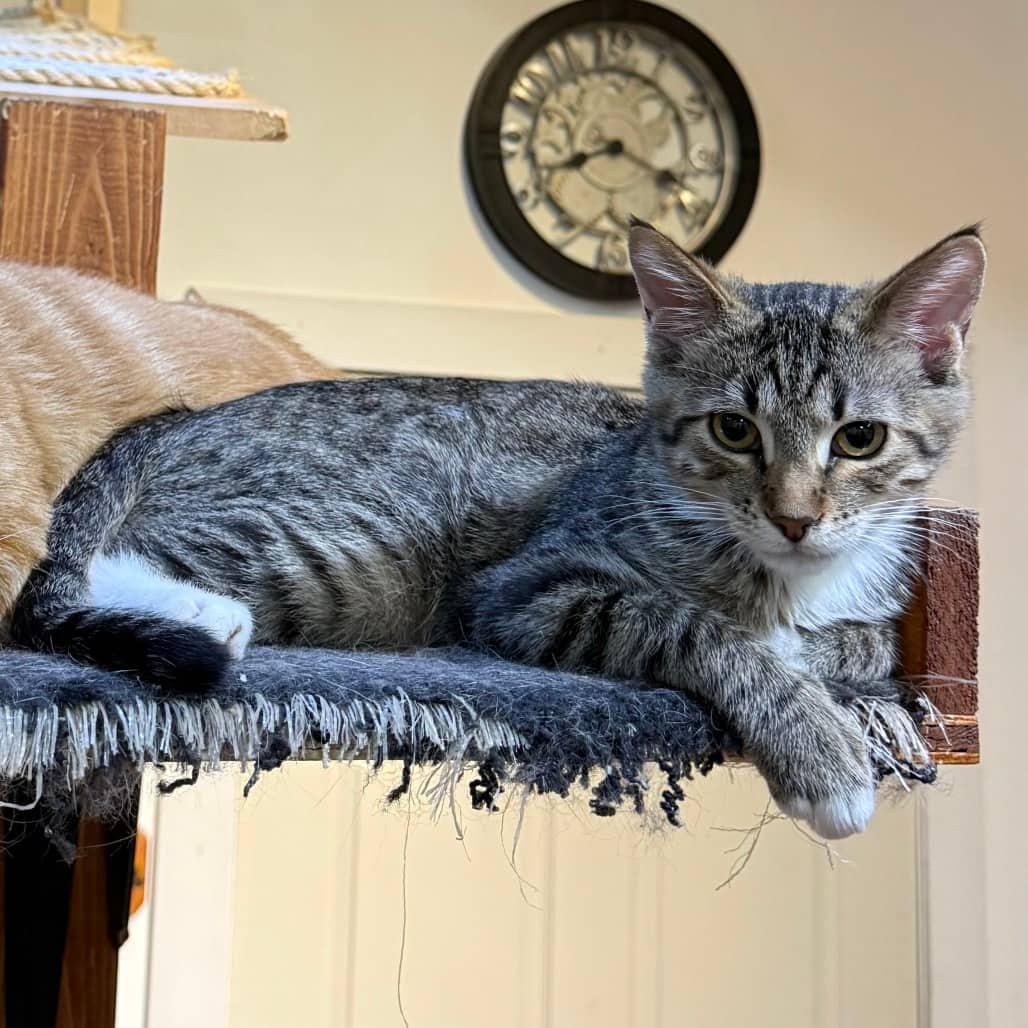 Crackle - Domestic Shorthair cat available for adoption at Battlefords Humane Society in North Battleford