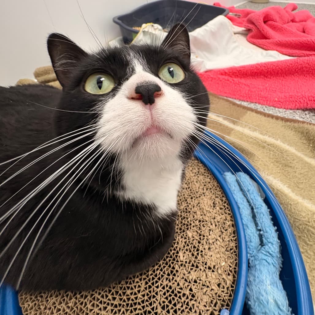 Mittens - Domestic Shorthair cat available for adoption at Saskatoon SPCA in Saskatoon