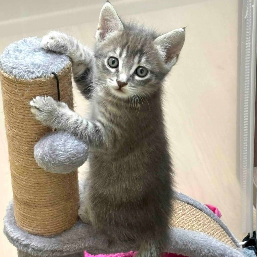 Opal - Domestic Shorthair cat available for adoption in British Columbia