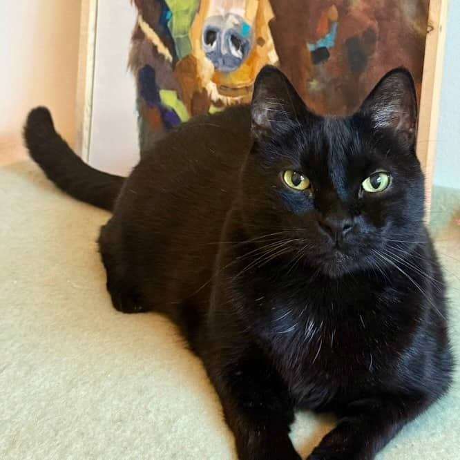 Mowgli - Domestic Shorthair available for adoption