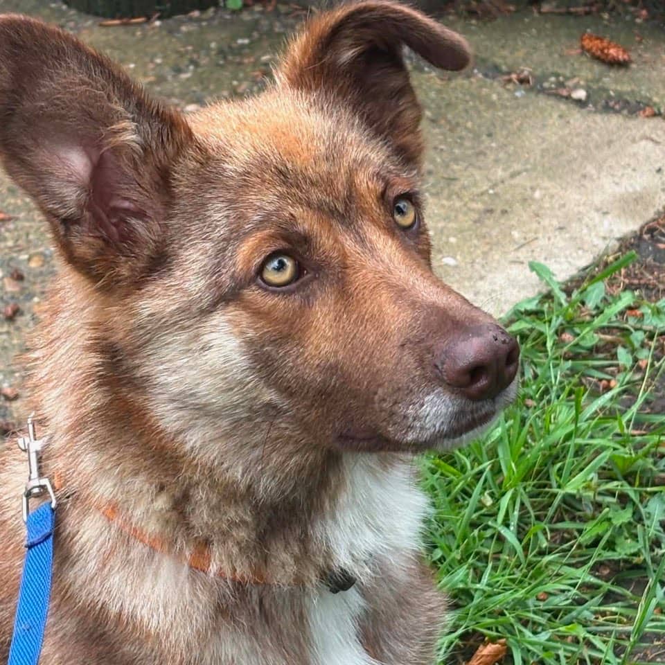 Knuckles - SHEPHERD/MIX available for adoption