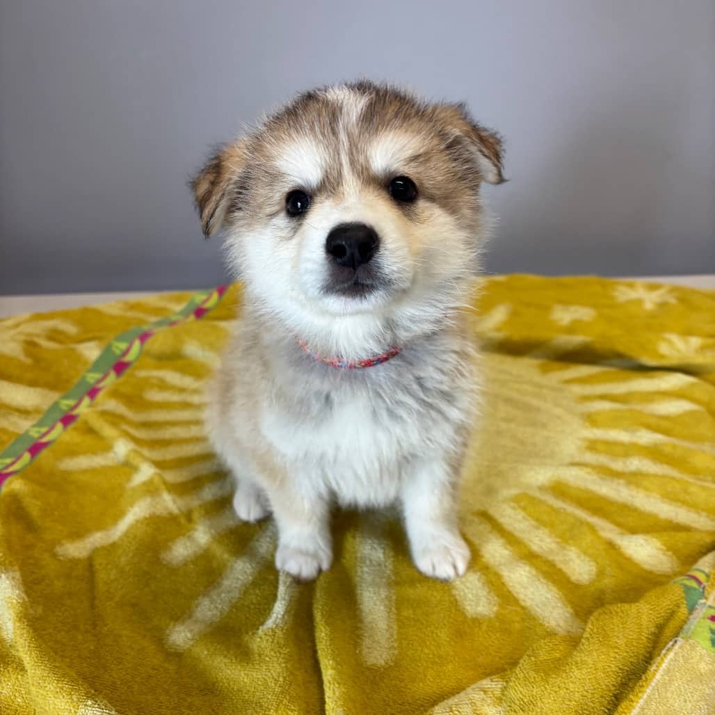 Theodore - Mixed Breed (Large) available for adoption in Calgary