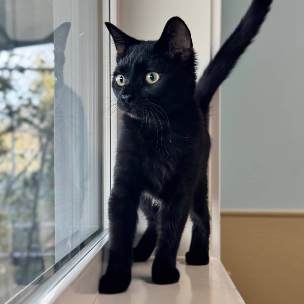 Spur - Domestic Shorthair available for adoption