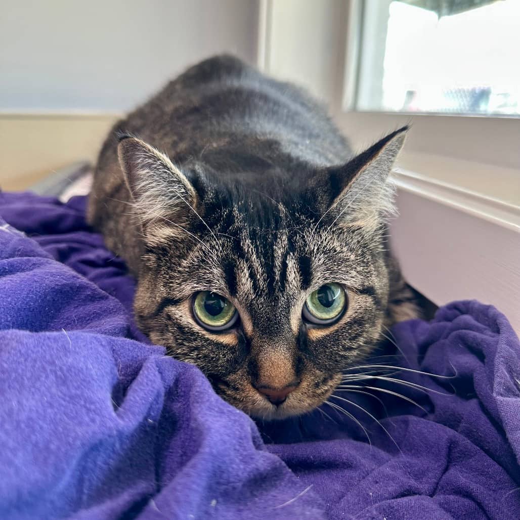 Snorlax - Domestic Shorthair available for adoption