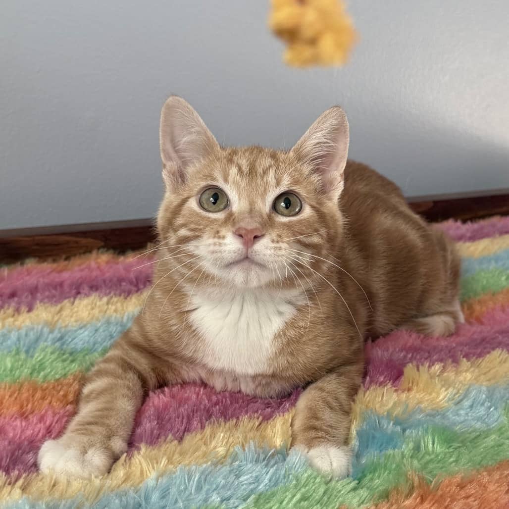 Mango - Domestic Shorthair available for adoption