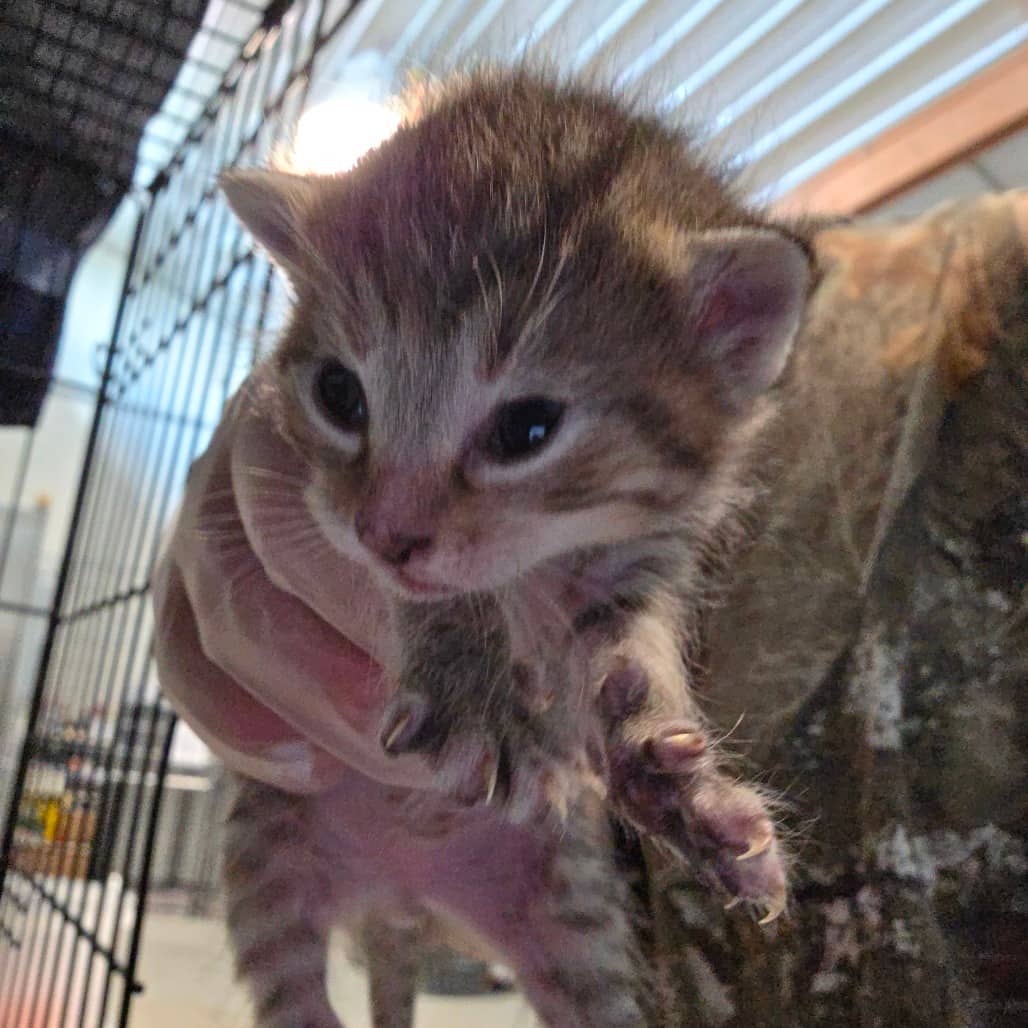 Kahlua-green - Domestic Shorthair available for adoption