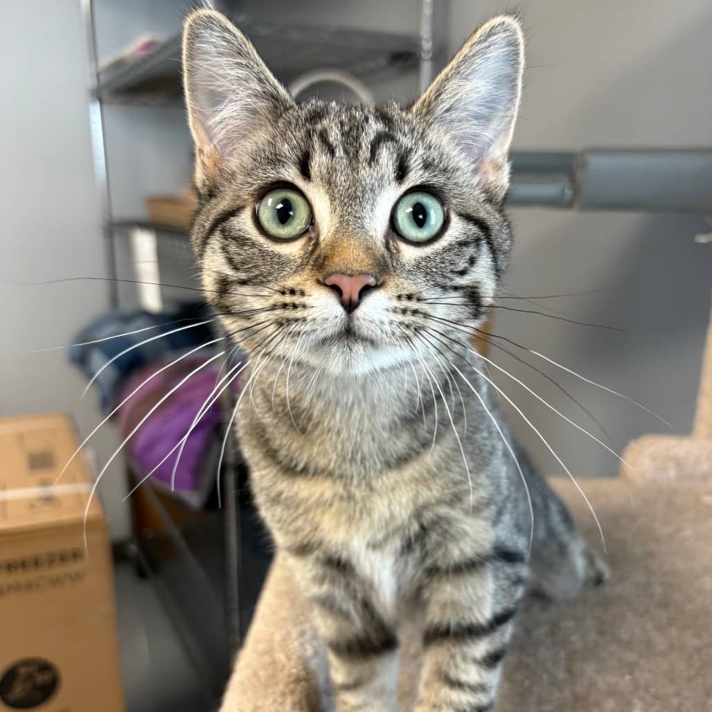 Honey - Domestic Shorthair cat available for adoption at North East SPCA in Melfort