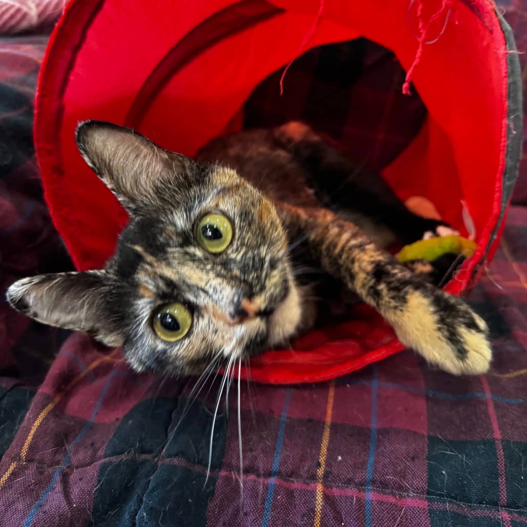 Gray Jay - Domestic Shorthair available for adoption