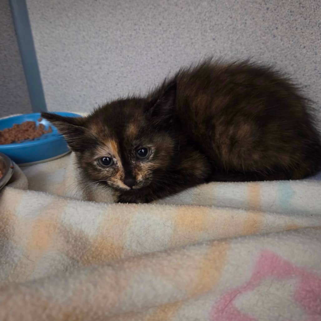 Morwenna - Domestic Shorthair available for adoption