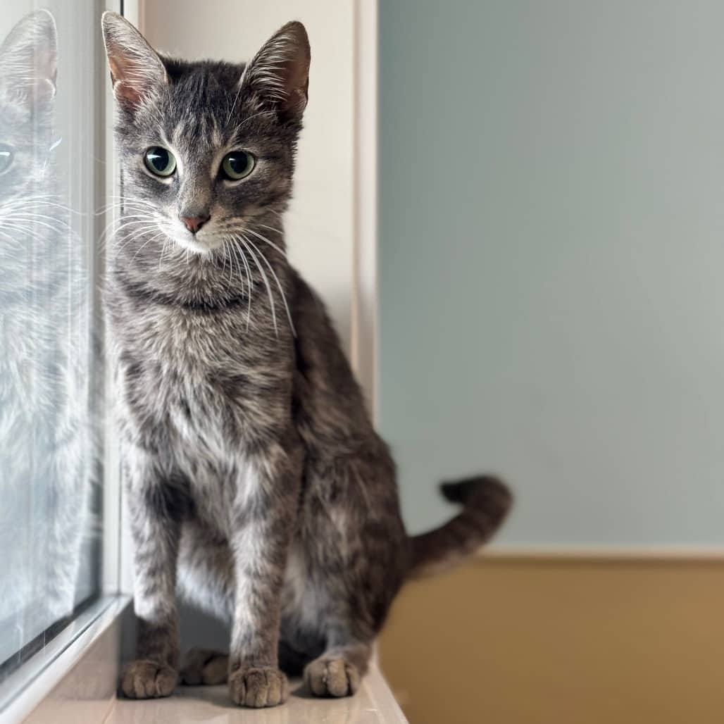 Stanley - Domestic Shorthair available for adoption