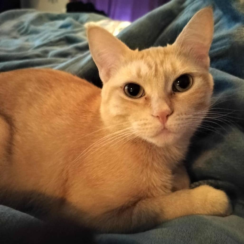 Hanami - Domestic Shorthair cat available for adoption in Calgary