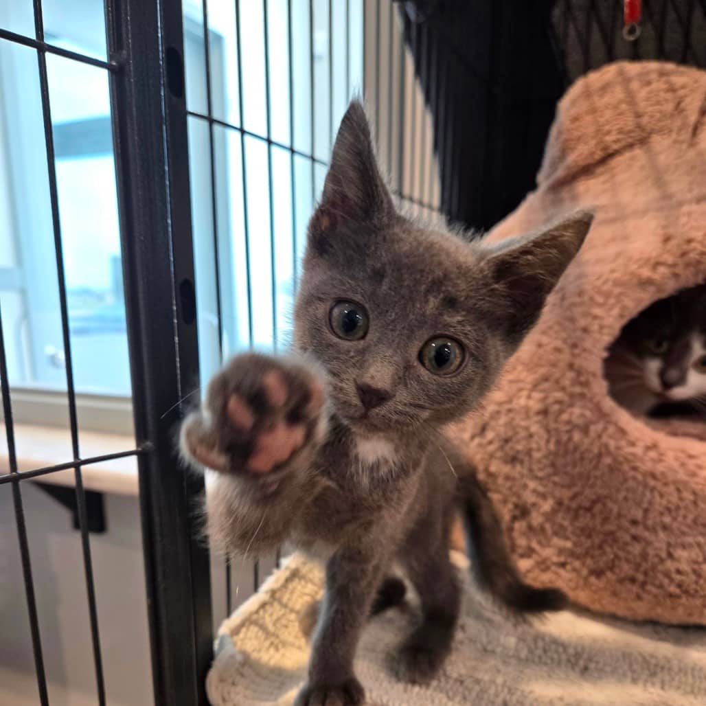 Sprite - Domestic Shorthair available for adoption