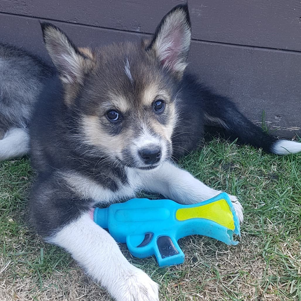 Stoat - Husky available for adoption at Saskatoon SPCA in Saskatchewan