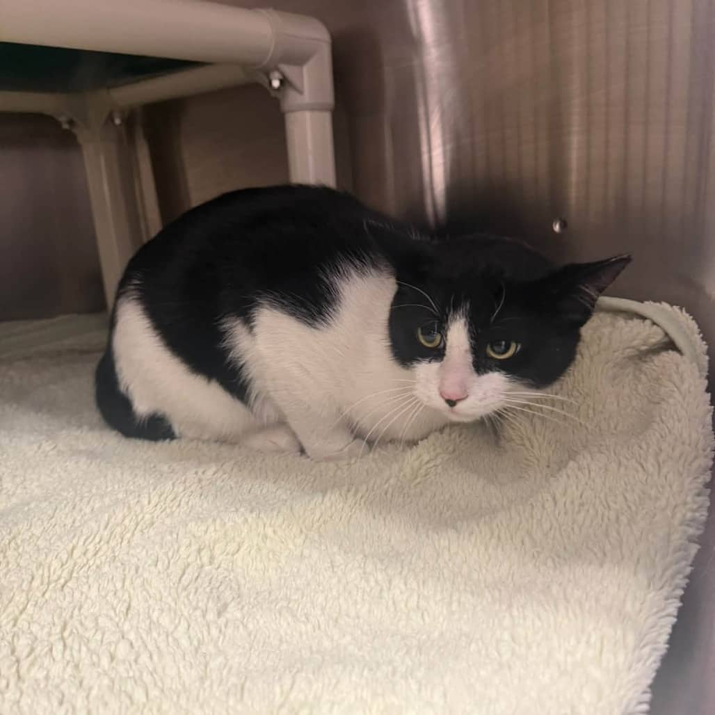 Kanga - Domestic Shorthair cat available for adoption at Border Paws Animal Shelter in Lloydminster