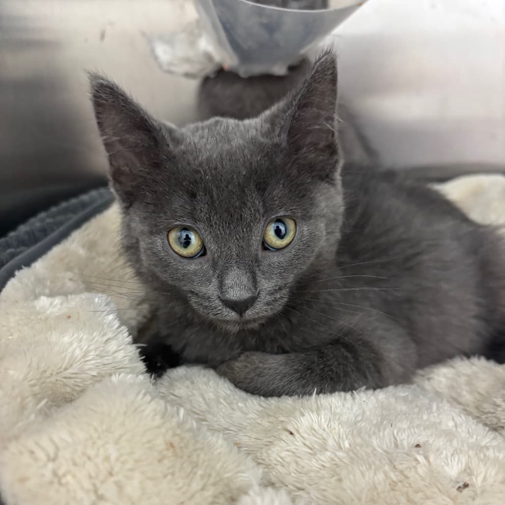 Timber - Domestic Shorthair available for adoption