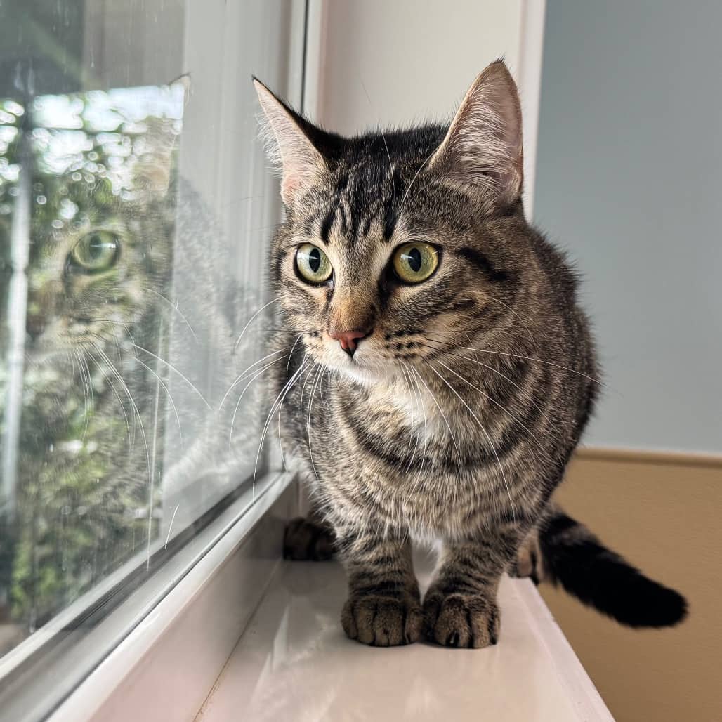 Baker - Domestic Shorthair cat available for adoption at Prince Albert SPCA in Prince Albert