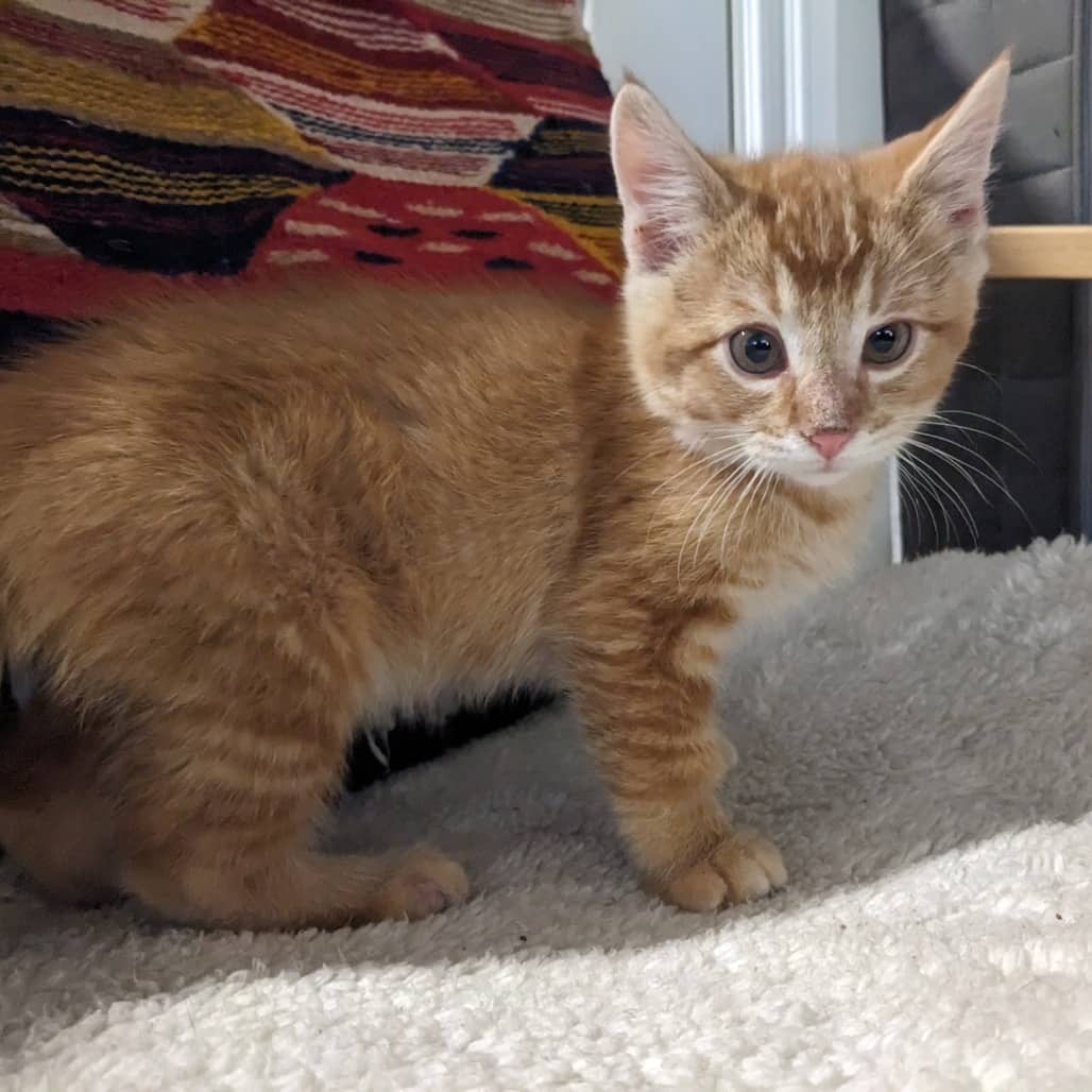 Jack - Domestic Shorthair available for adoption