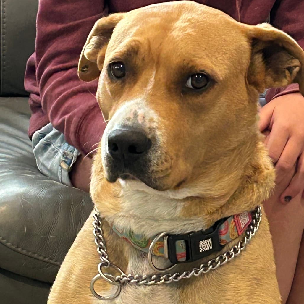 Rona - Retriever, Yellow Labrador / Terrier, American Pit Bull available for adoption