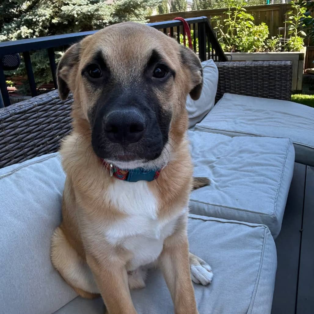 Grogu - Mixed Breed available for adoption in Alberta