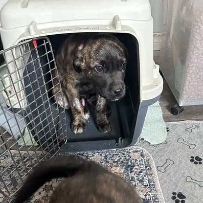Twister - RETRIEVER, LABRADOR/MIX available for adoption at SCARS in Calgary