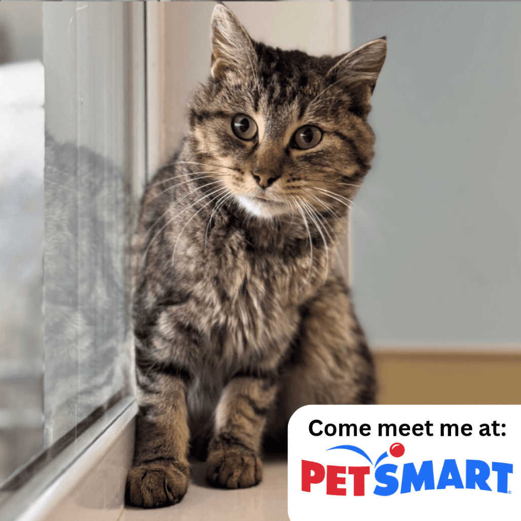 Gumdrop - Domestic Shorthair cat available for adoption at Prince Albert SPCA in Prince Albert