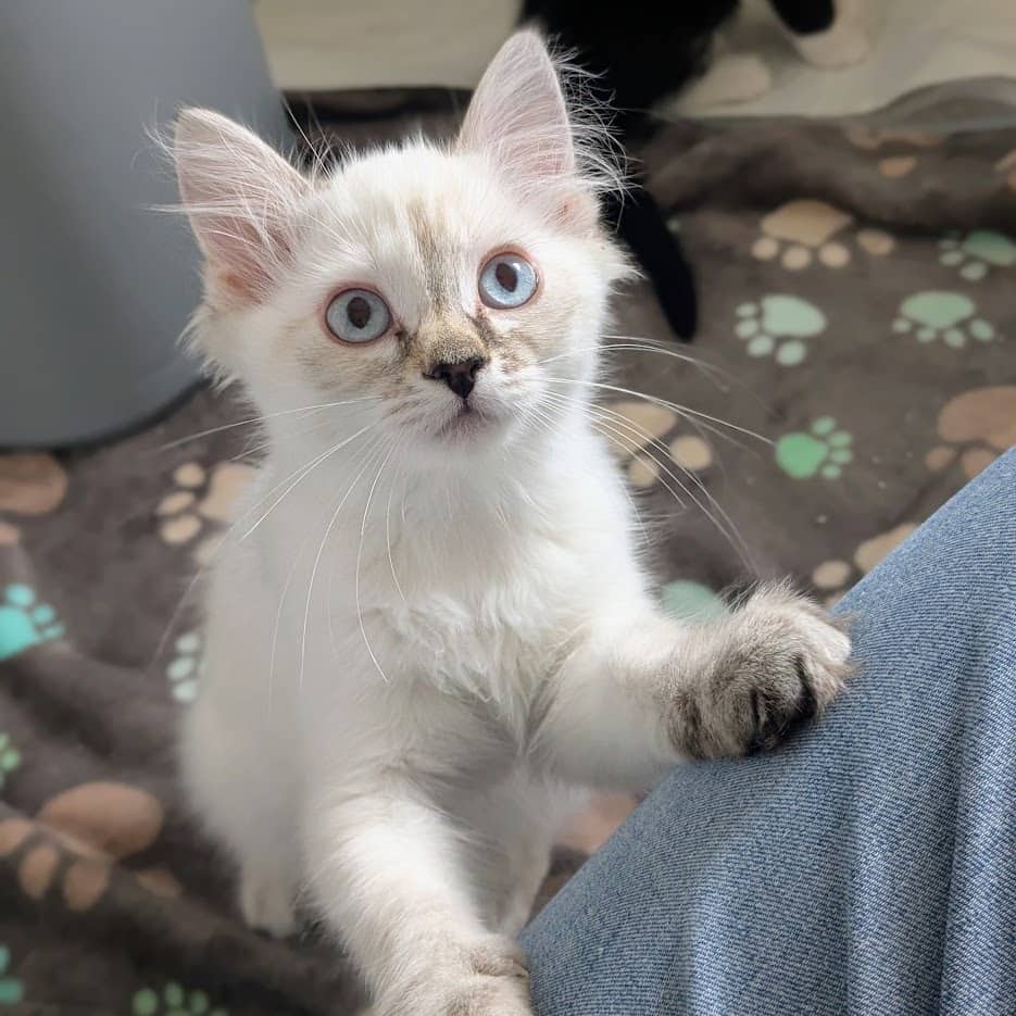 Roxy - Domestic Medium Hair cat available for adoption at SCARS in Edmonton (1 of 6)