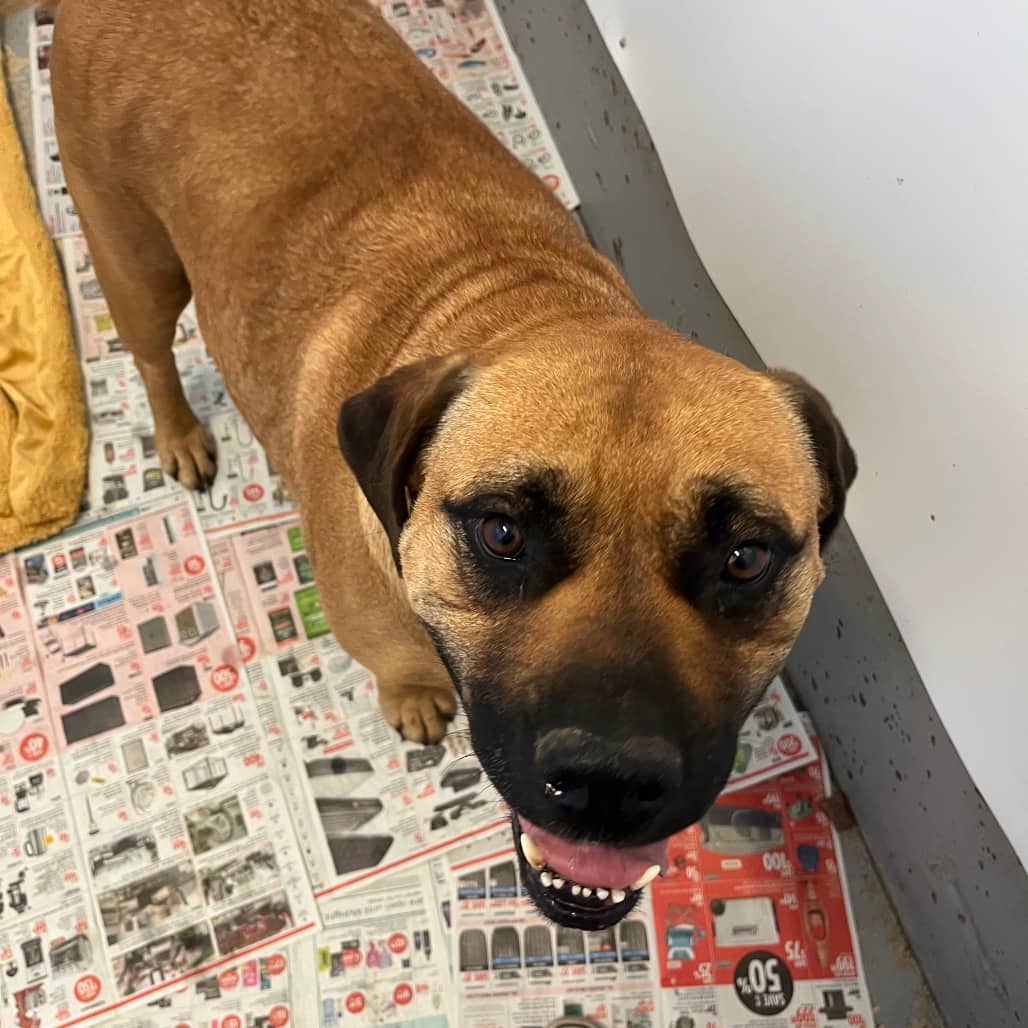 Mazey - Mastiff available for adoption in Saskatchewan