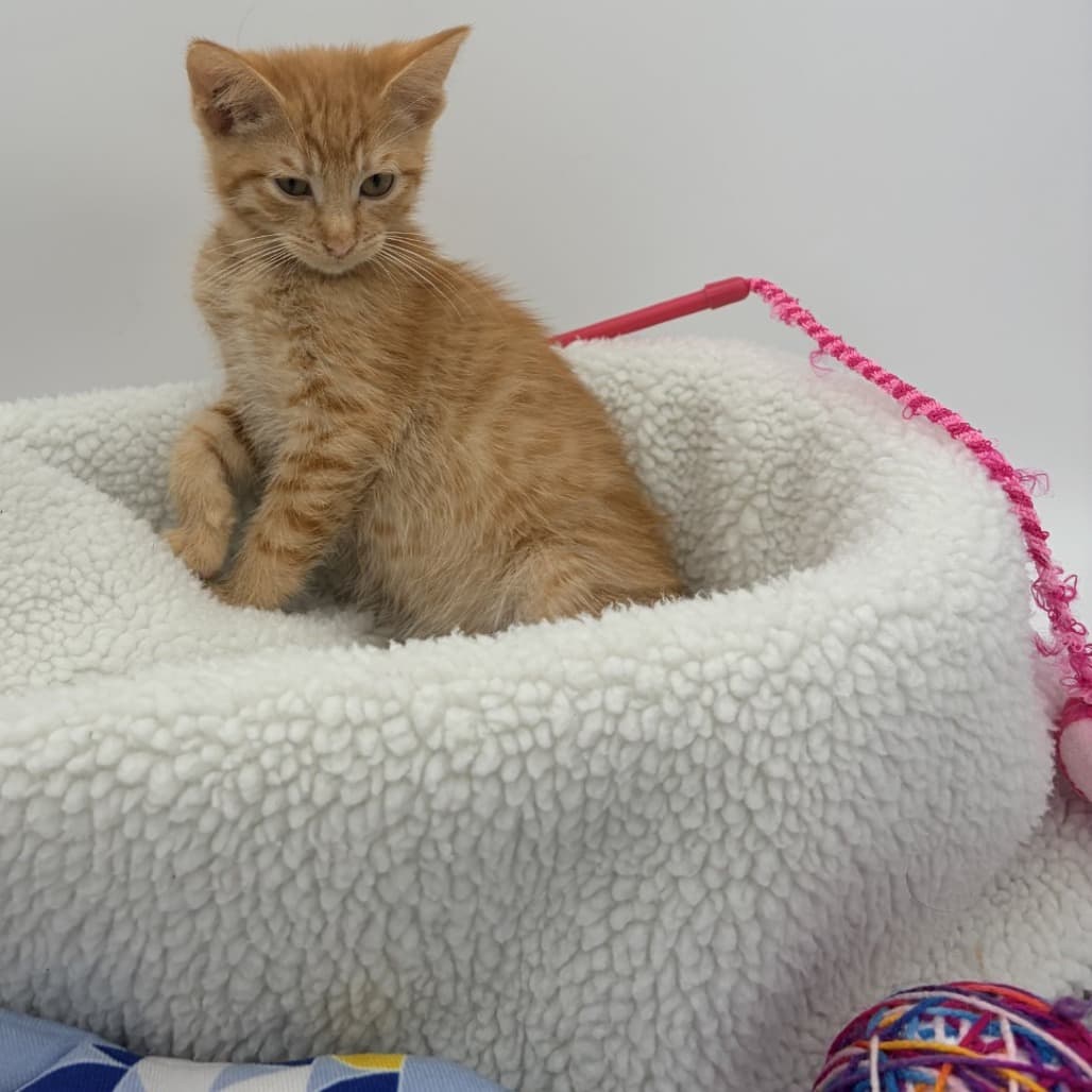 RJ - Domestic Shorthair cat available for adoption at Moose Jaw Humane Society in Moose Jaw