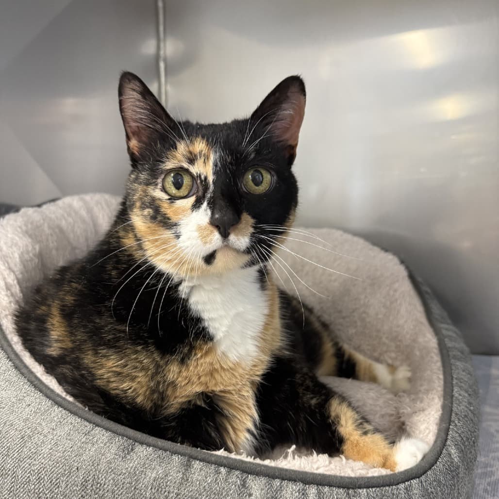 Randini - Domestic Shorthair available for adoption