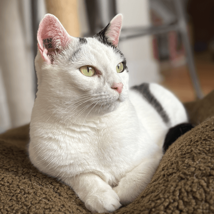 Helaena - Domestic Shorthair cat available for adoption at Vancouver Orphan Kitten Rescue Association in British Columbia