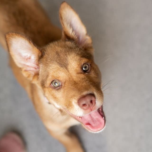 Kip - Mixed Breed (Large) available for adoption in Saskatchewan