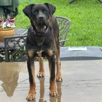 Thomas - MASTIFF/MIX available for adoption in Calgary