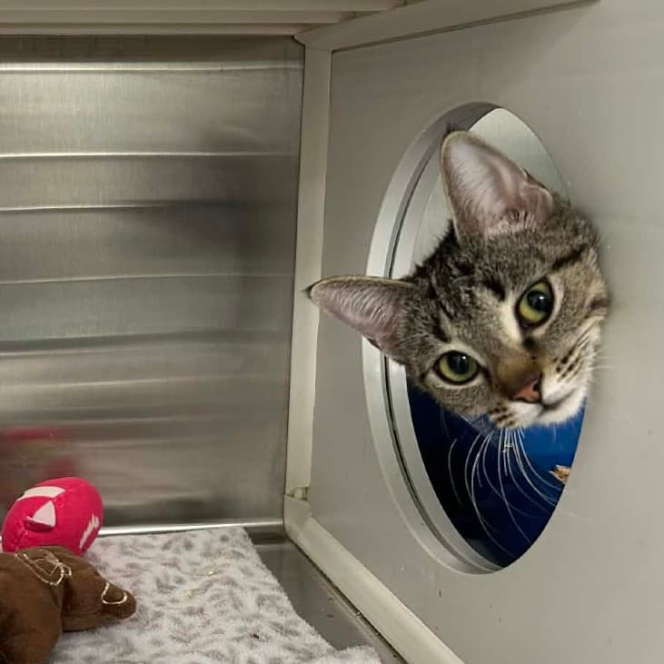 Poplar - Domestic Shorthair cat available for adoption at Saskatoon SPCA in Saskatoon