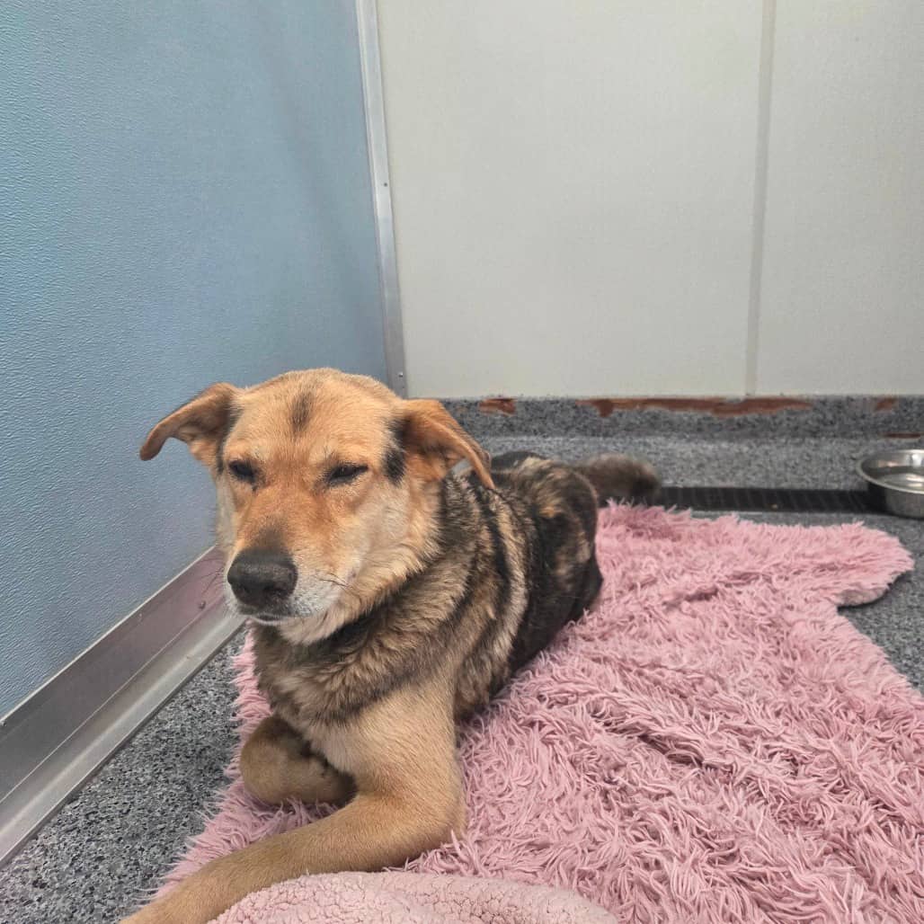 Buddy - Shepherd available for adoption in Saskatchewan