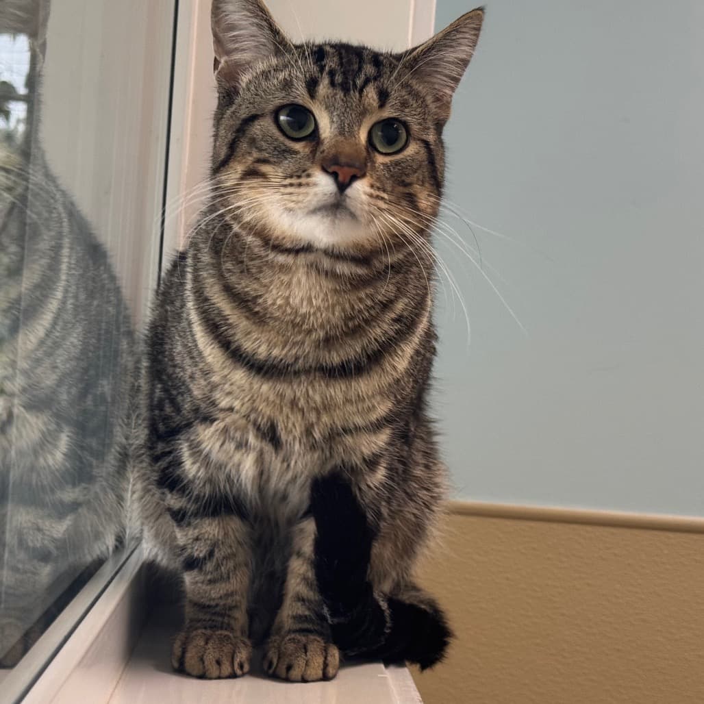 Knight - Domestic Shorthair cat available for adoption at Prince Albert SPCA in Prince Albert
