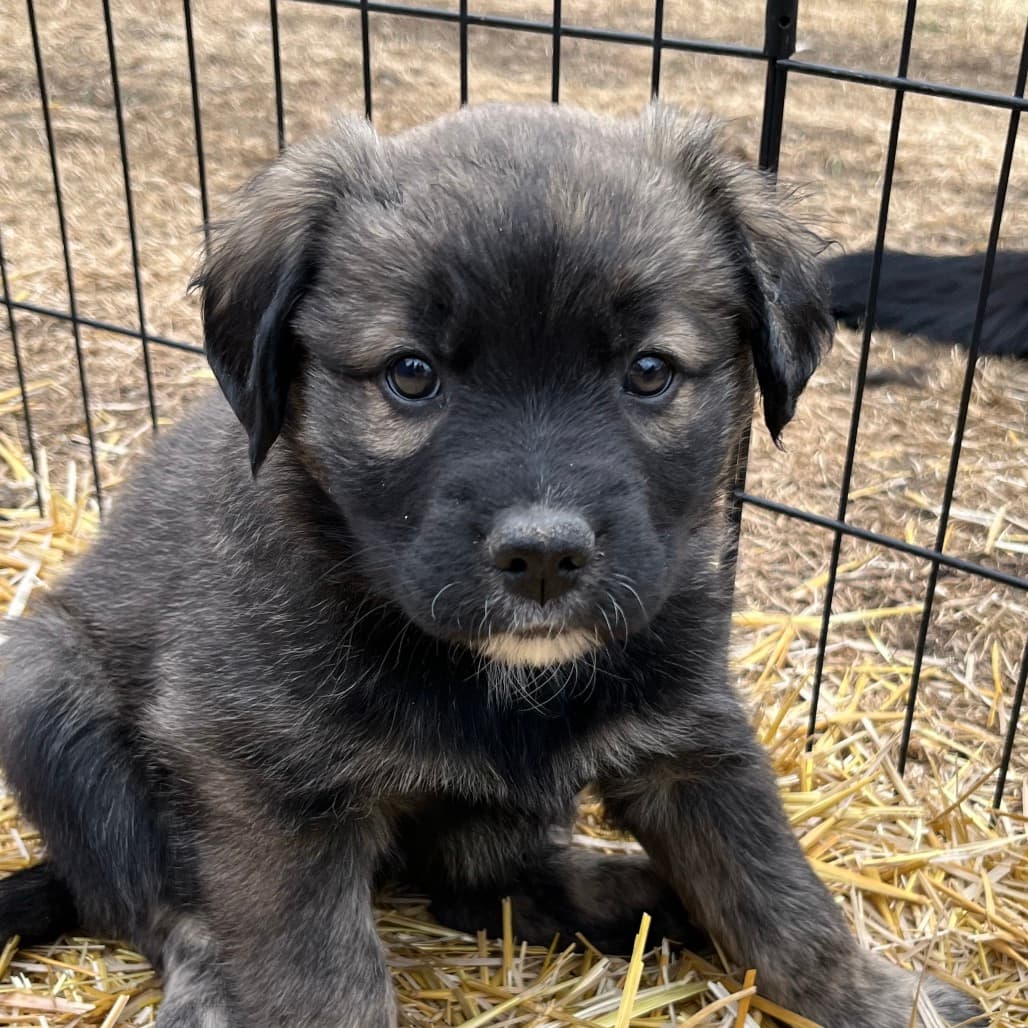 Atlas 2 - COLLIE, BORDER/MIX available for adoption at SCARS in Calgary