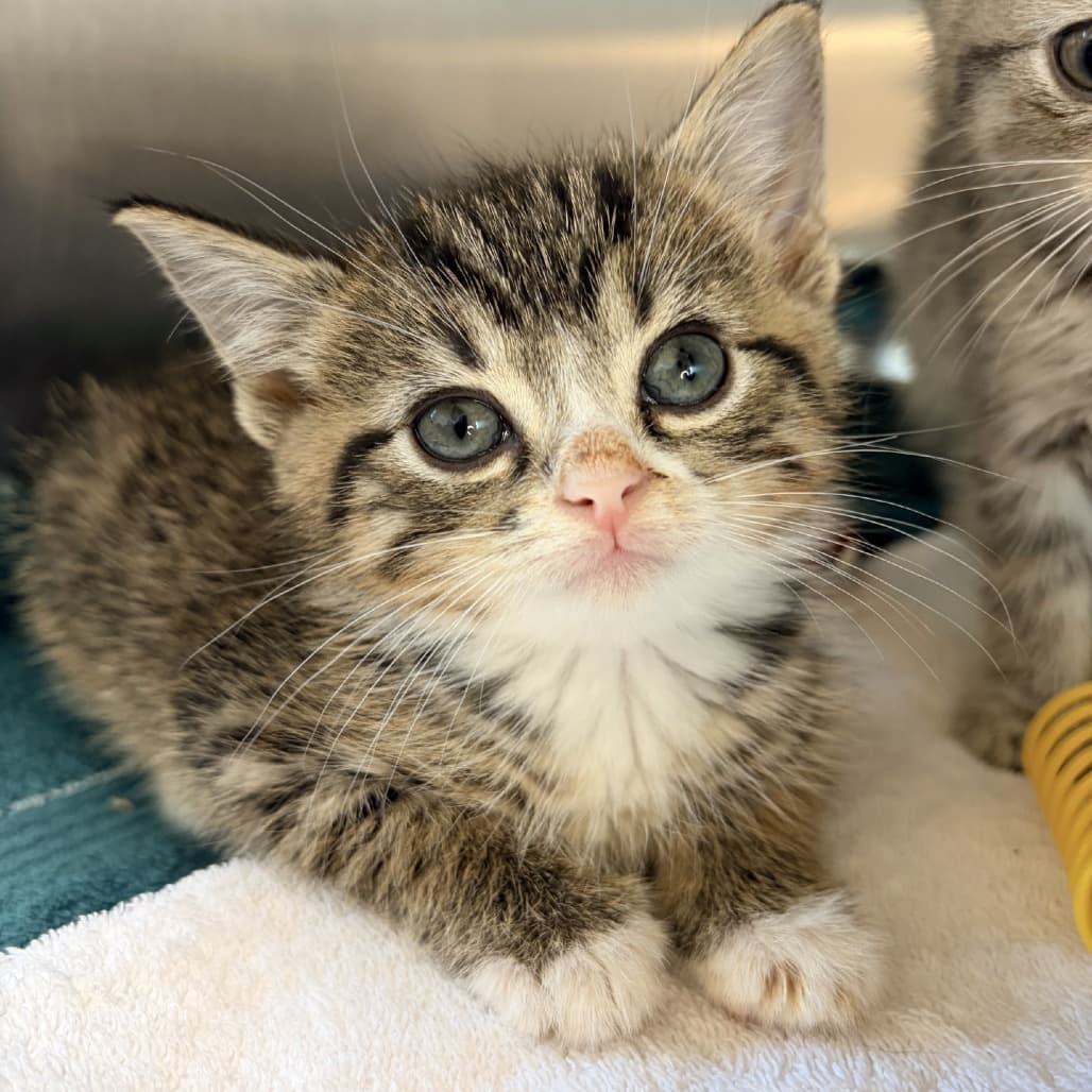 Ruckus - Domestic Shorthair cat available for adoption at Moose Jaw Humane Society in Moose Jaw