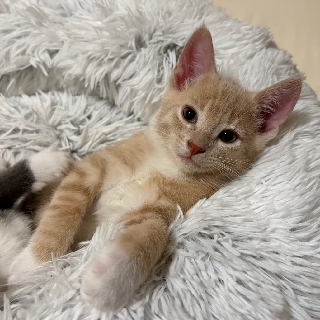 Sonnet - Domestic Shorthair cat available for adoption at Saskatoon SPCA in Saskatoon
