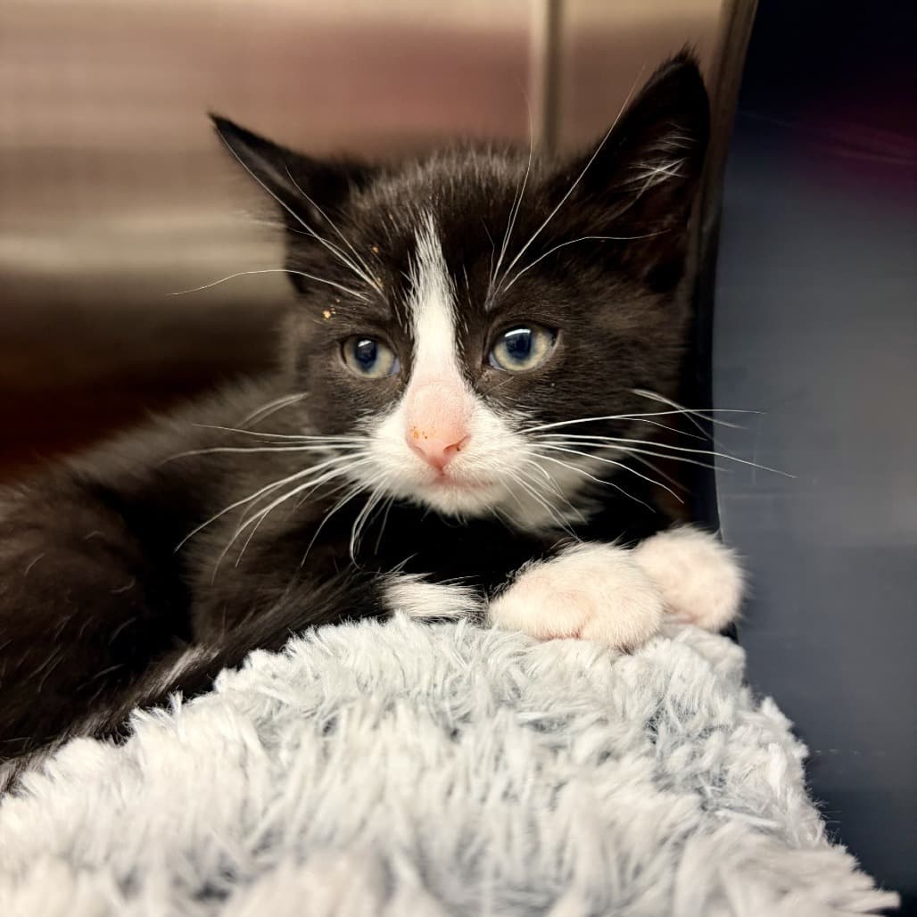 Eli - Domestic Shorthair cat available for adoption at Moose Jaw Humane Society in Moose Jaw