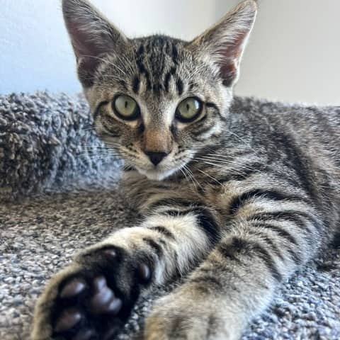 Morty - Domestic Shorthair cat available for adoption at Vancouver Orphan Kitten Rescue Association in Vancouver
