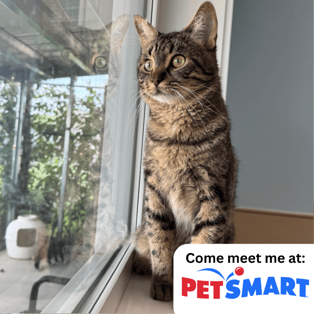 Lemonade - Domestic Shorthair available for adoption