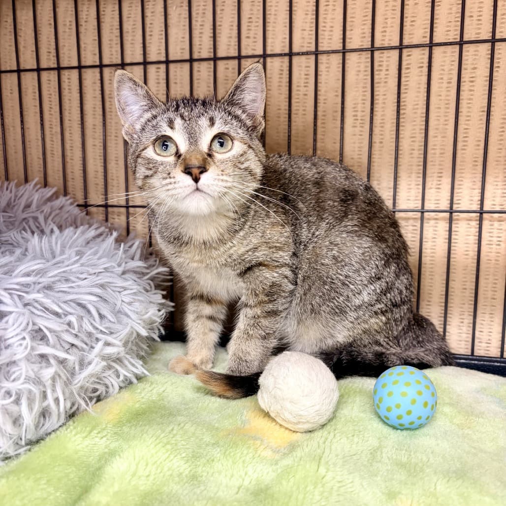 Eowyn - Domestic Shorthair cat available for adoption in Calgary